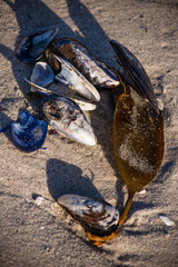 Seaweed and mussel shells on the beach at Namaqua National park