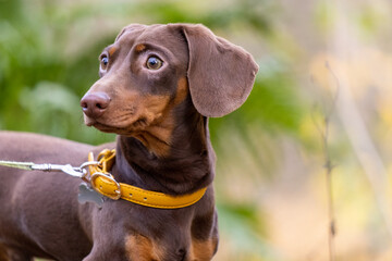 Miniature Dachshund in the Park