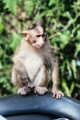 The monkey is sitting. State Of Goa. India
