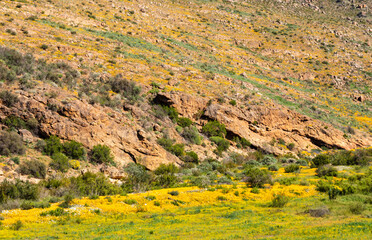 Yellow flowers growing in the valley below a rocky hill in the Cederberf