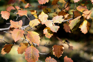 leaves in autumn