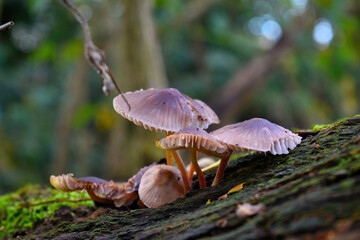 mushrooms on a tree