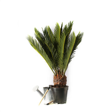 a flower in a pot cicas revoluta stands on a white background