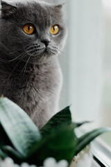 Domestic cat sits relaxed and looks out the window. Beautiful grey british shorthair kitty sitting. Blur background.