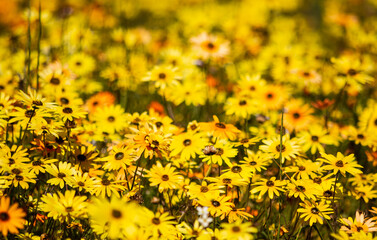 Mass of yellow daisy wildflowers in a field in the  Biedouw Valley - front in focus