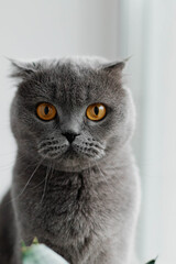 Portrait of grey cat sitting near window and looks on camera.