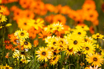 Yellow daisy wildflowers in front of orange daisies in Biedouw Valley
