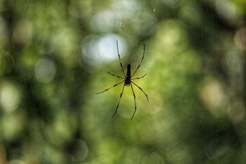 Big spider in the jungle. State Of Goa. India