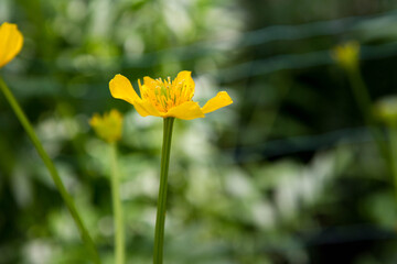 Marsh-marigold (Caltha palustris) blooming with yellow flowers