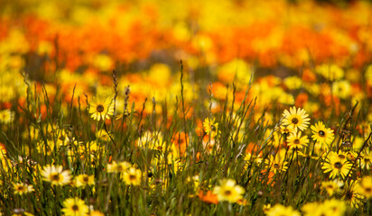 Yellow and orange wildflower daisy out of focus behind grass in the Biedouw Valley