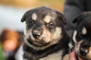 Close up portrait of a small black husky puppy. A person holds a small puppy in the hands. sleepy husky puppy. image for veterinary clinics, sites about dogs