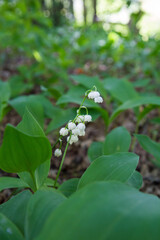 Lily of the valley (Convallaria majalis) blooming 