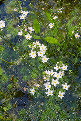 European water-plantain (Alisma plantago-aquatica) plant blooming in a pond