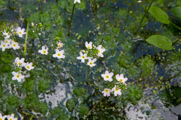 Obraz premium European water-plantain (Alisma plantago-aquatica) plant blooming in a pond