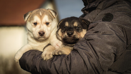 Obraz premium Close up portrait of two small husky puppies. A person holds small puppies in the hands. sleepy husky puppies. image for veterinary clinics, sites about dogs