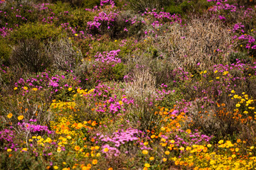 Purple and yellow wildflowers in the Biedouw valley