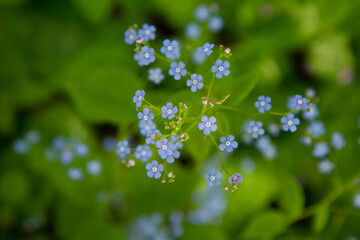 Great forget-me-not (Brunnera macrophylla) plant blooming with blue flowers