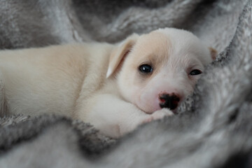 One month old puppy warm on a blanket