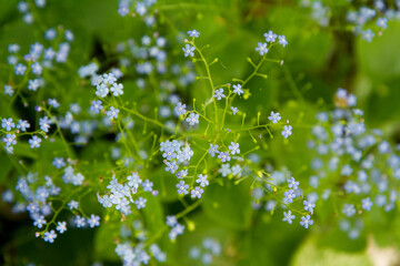 Obraz premium Great forget-me-not (Brunnera macrophylla) plant blooming with blue flowers