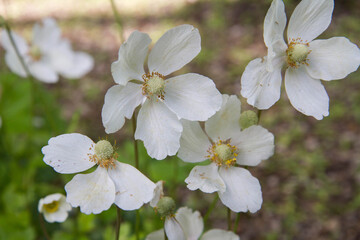 Snowdrop anemone (Anemonoides sylvestris) plant blooming with white flowers