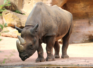 Eastern Black Rhino standing  by the water