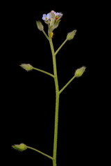 Field Forget-Me-Not (Myosotis arvensis). Inflorescence Closeup