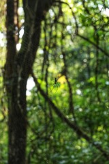 Big spider in the jungle. State Of Goa. India