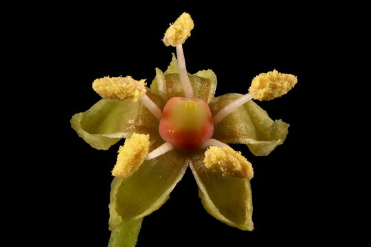 Thicket Creeper (Parthenocissus inserta). Flower Closeup