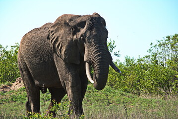 Fototapeta na wymiar african elephant bull