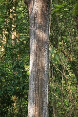Trees in the jungle. State Of Goa. India