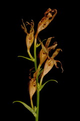 Peach-Leaved Bellflower (Campanula persicifolia). Infructescence Closeup