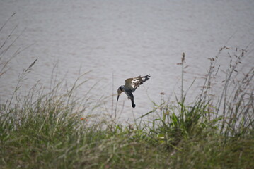 Hummingbid in flight