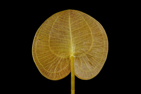 Frogbit (Hydrocharis morsus-ranae). Leaf Closeup