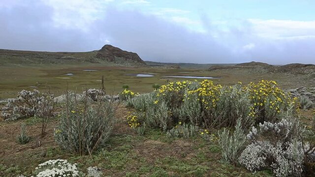 Afro-alpine vegetation in Bale Mountains National Park Ethiopia