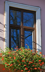 Fototapeta na wymiar Flowers in the window of a house