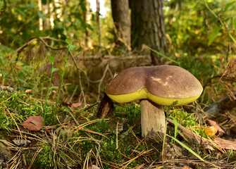 White mushroom in forest in autumn. Big boletus grows in the wildlife against the background of green moss. Porcini bolete mushrooms. Season for picked gourmet mushrooming.
