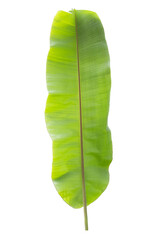 Green Banana Leaf White Backdrop