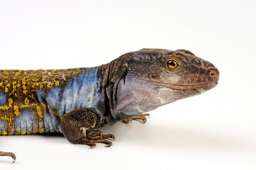 western canaries lizard from Tenerife // Kanareneidechse (Gallotia galloti eisentrauti) von...