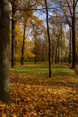Autumn landscape yellow trees and sun rays