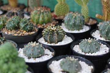 Group of cactus in a pot. Colorful of beautiful cactus or succulents in the pot pattern background. This plant used for decoration home, office, living room or garden.