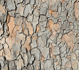 Pattern of a tree trunk
