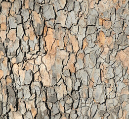 Pattern of a tree trunk