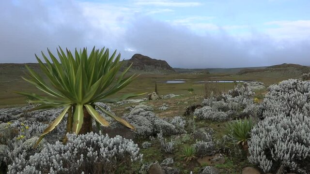 Afro-alpine vegetation in Bale Mountains National Park Ethiopia