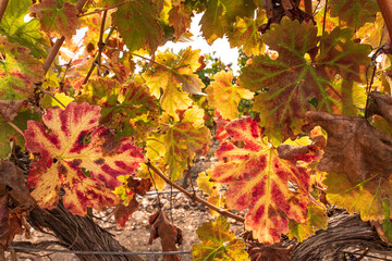 Multicolored grape leaves of autumn vineyard close up on blurred background. Israel