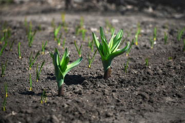 Bed with green garlic seedlings. Spring sowing of vegetables on the household farm.