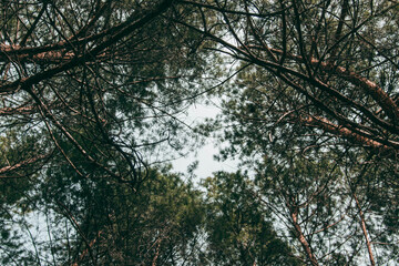 forest