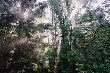 morning in the forest