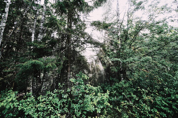 green moss on a tree