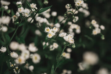 flowers on the street