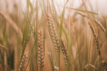 ears of wheat